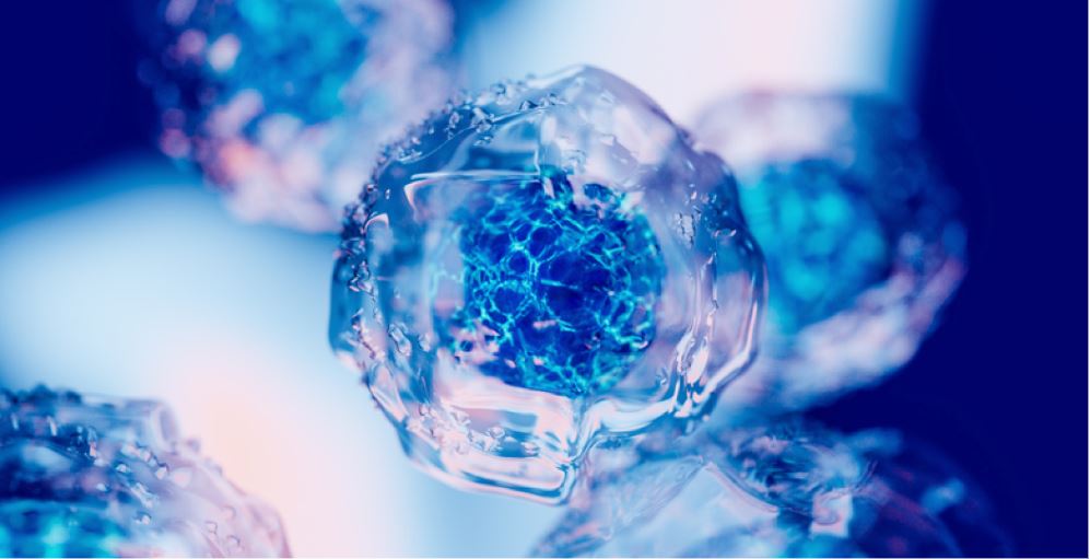 Islet cell in protective casing from Vertex VX-264 clinical trial.