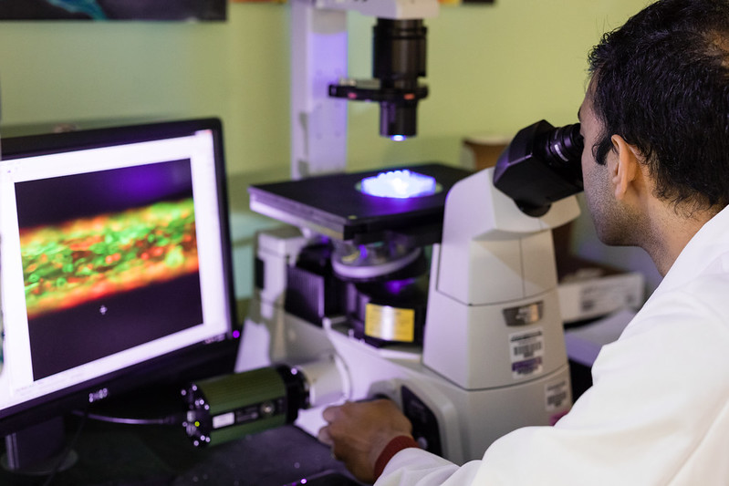 A researcher looking through a microscope at a kidney on a chip.