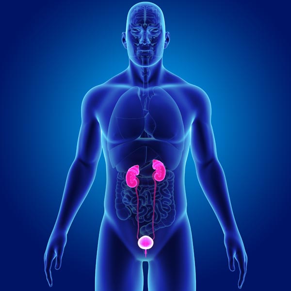 Illustration of kidneys highlighted in human body